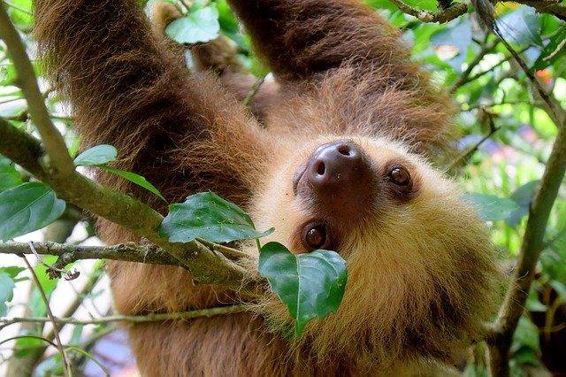 5 Ways Sloths Are Underappreciated (& Why You Should Save the Sloth!) - GreenHive Collective