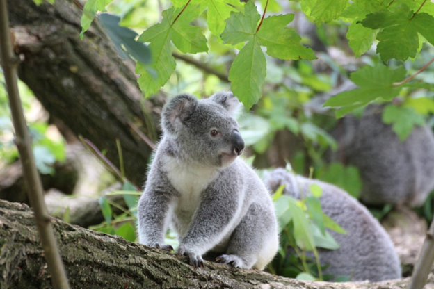 Make Your Impact for Koala Bears with Koala Bear T-Shirts