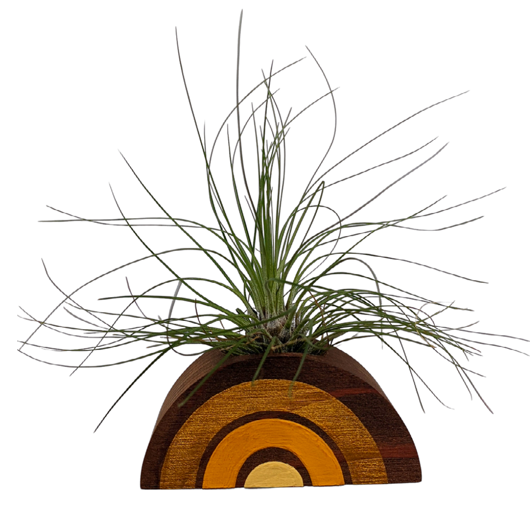 Tillandsia Filifolia Air Plant With Handmade Rainbow Holder - GreenHive Collective
